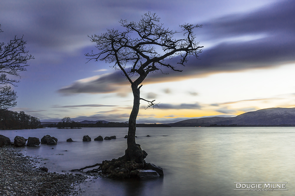 The Tree, Milarrochy Bay, Loch Lomond  - Copyright Dougie Milne Photography 2017