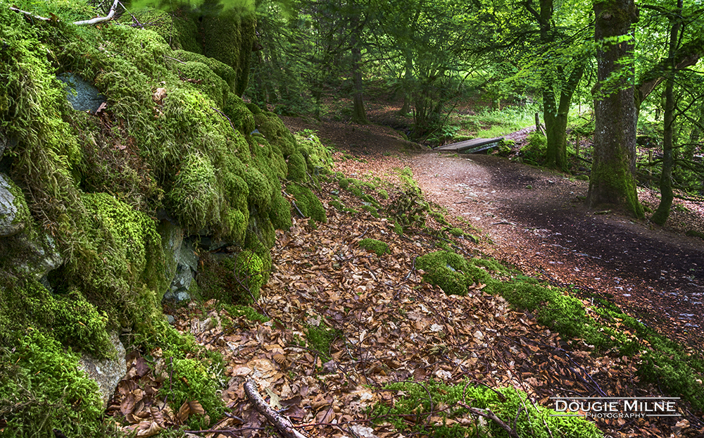 Laggan Wood  - Copyright Dougie Milne Photography 2017