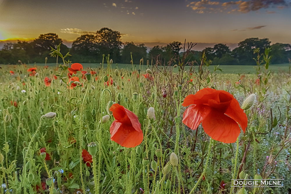 Poppies, East Calder  - Copyright Dougie Milne Photography 2018