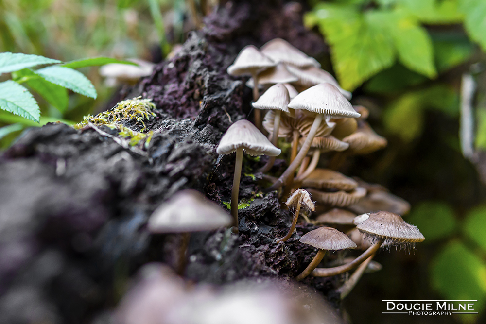 Fungi at Calderwood  - Copyright Dougie Milne Photography 2018