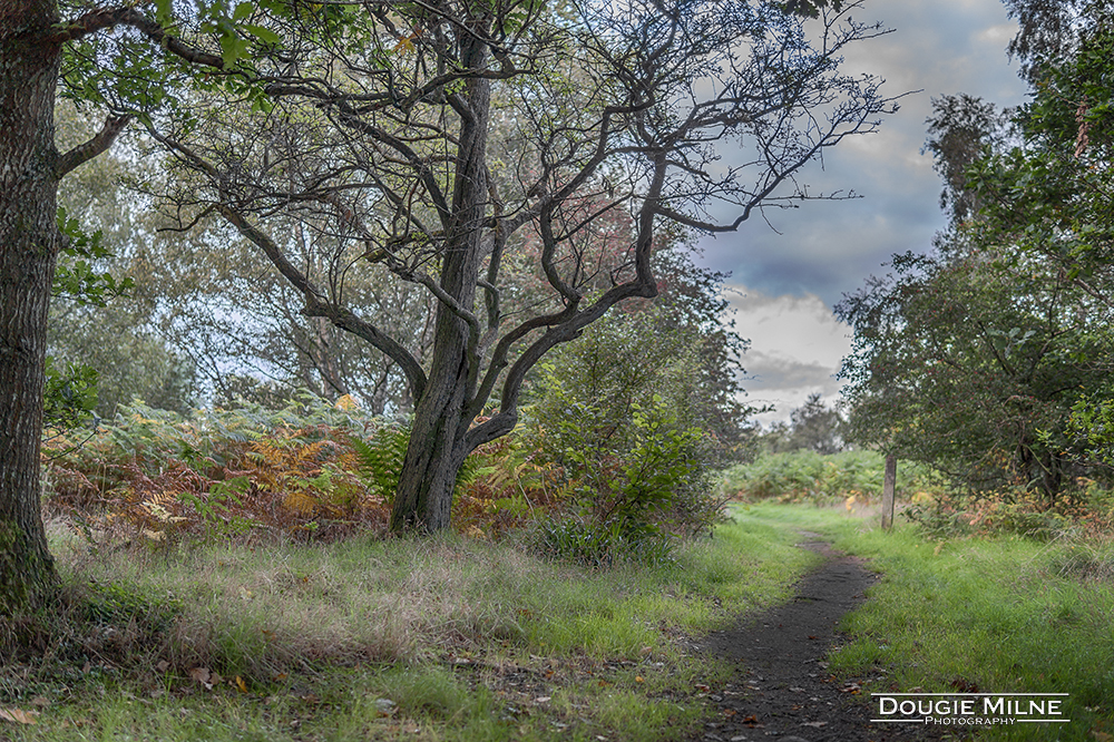 Calderwood Birch Trail  - Copyright Dougie Milne Photography 2018