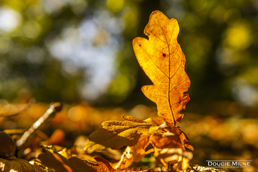 Oak Leaf in the Sun  - Copyright Dougie Milne Photography 2018