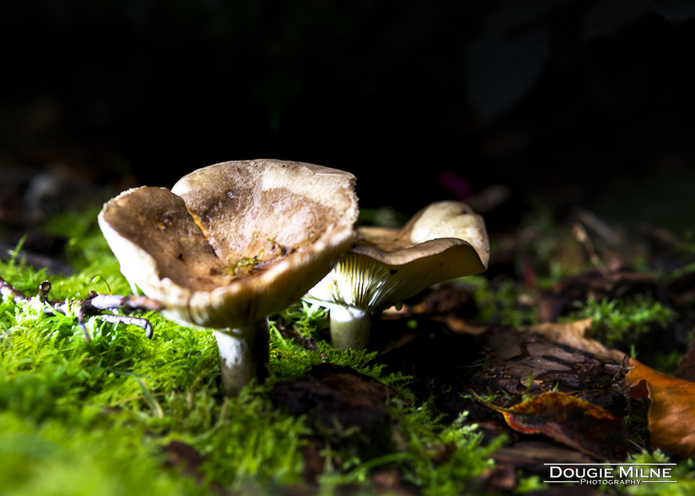 Fungi in my garden  - Copyright Dougie Milne Photography 2019