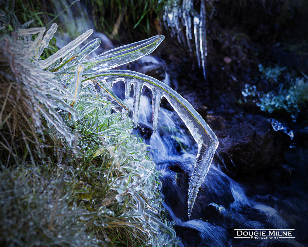 Blade of Grass in Ice  - Copyright Dougie Milne Photography 2019