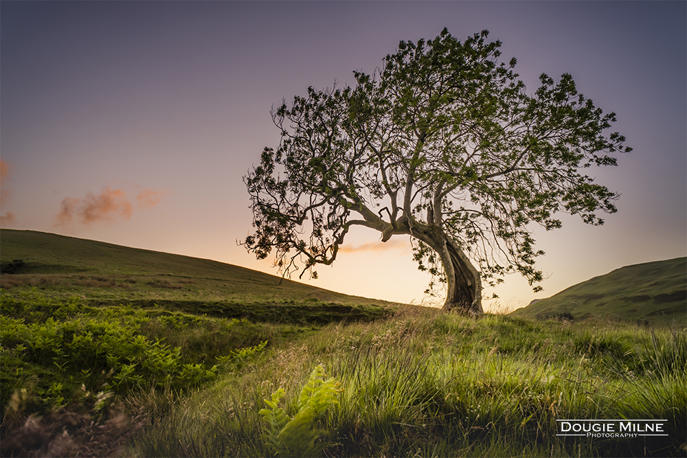 The Frandy Tree, Glen Devon  - Copyright Dougie Milne Photography 2020