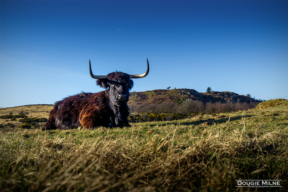 Highland Cow  - Copyright Dougie Milne Photography 2023