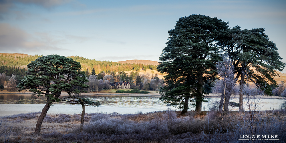 Scots Pine Trees by Loch Tulla  - Copyright Dougie Milne Photography 2023