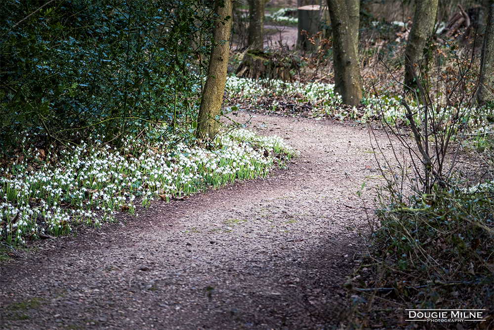 Snowdrops at Cambo  - Copyright Dougie Milne Photography 2024