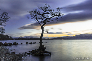 Picture of The Tree, Milarrochy Bay, Loch Lomond