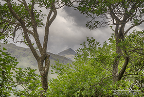 Picture of Ben Lui through the trees