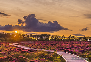 Picture of Red Moss Sunset