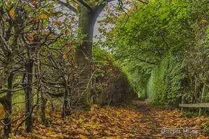 Picture of Beech Passage, Drymen