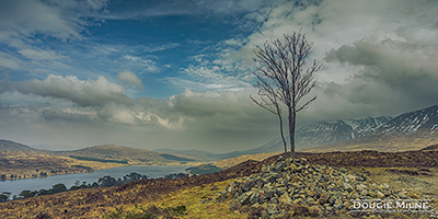 Picture of Lone Tree on Màm Carraigh, Overlooking Loch Tulla