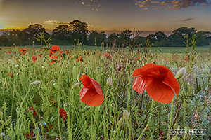 Picture of Poppies, East Calder