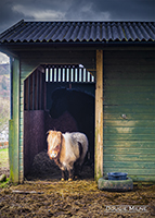 Picture of Shetland Pony in Rustic Stable