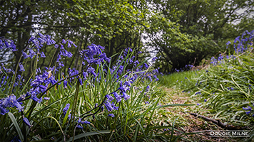 Picture of Bluebells of Calderwood