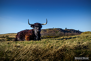 Picture of Highland Cow