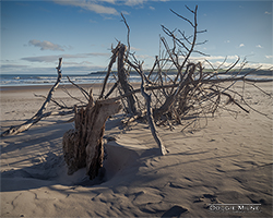 Picture of Driftwood