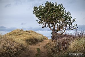 Picture of Kingsbarns Tree