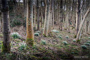 Picture of Willie's Wood, Balmullo